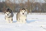 ALASKAN MALAMUTE 293